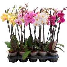 Phalaenopsis